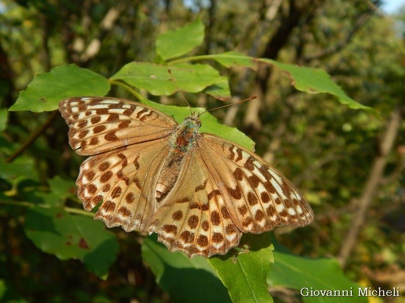 Argynnis paphia